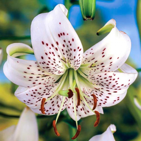 Молд силиконовый (вайнер) лепесток Лилии большой, комплект 2 шт (95•40 мм) fsl-007 Молд силиконовый (вайнер) лепесток Лилии большой, комплект 2 шт (95•40 мм) fsl-007